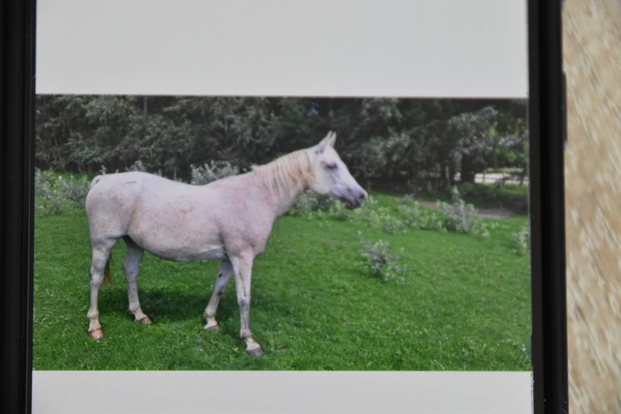 vends cheval arabe Shagya