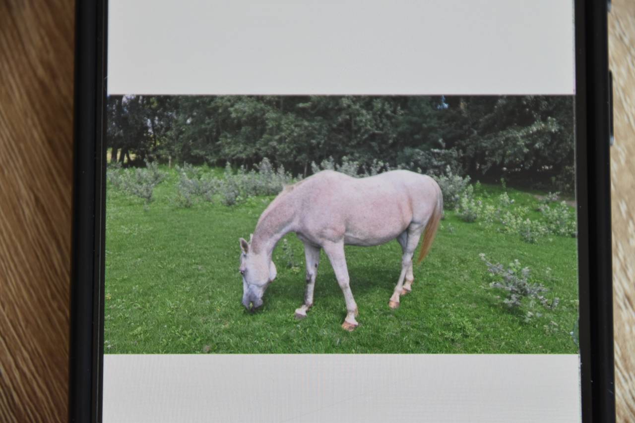 vends cheval arabe Shagya