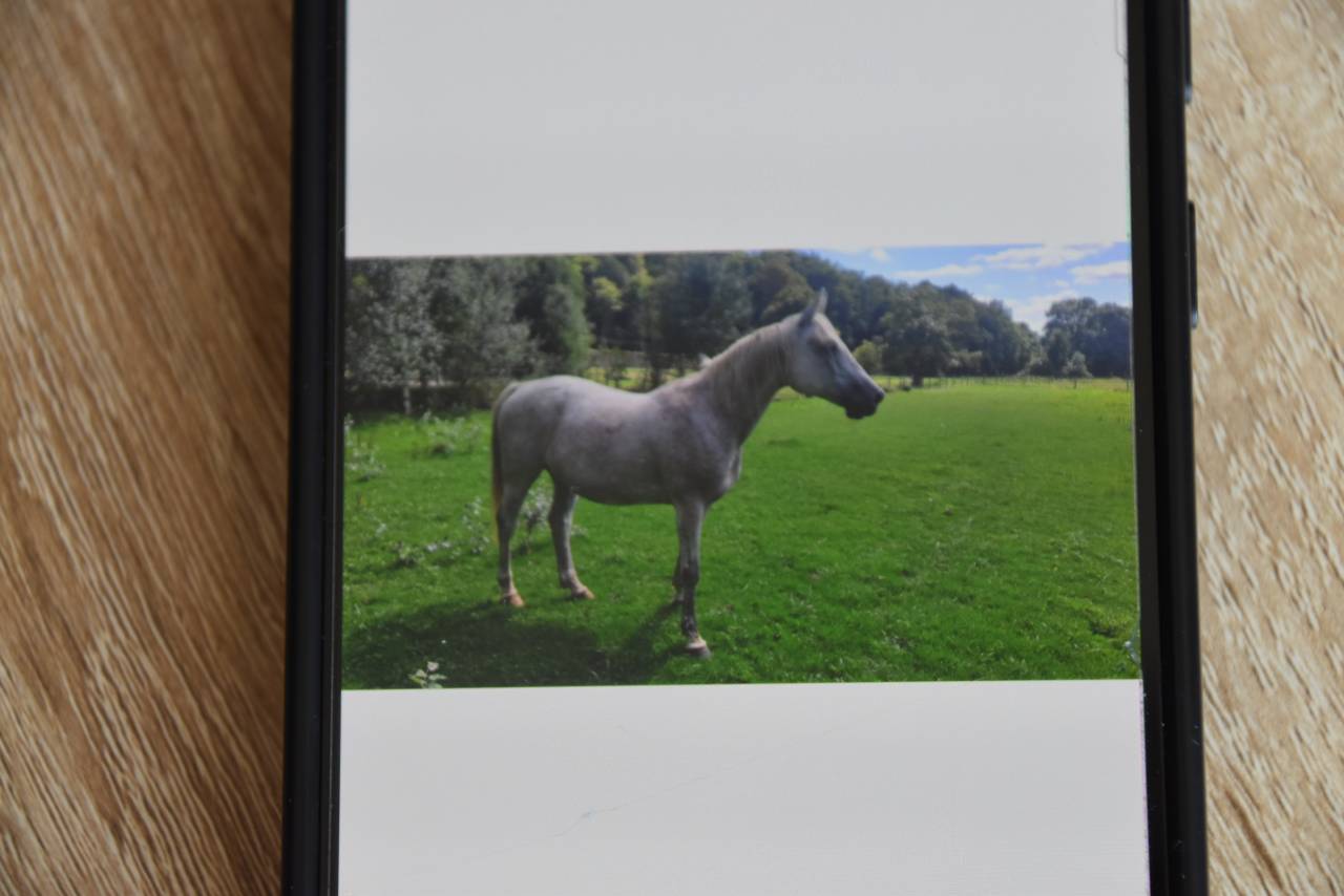 vends cheval arabe Shagya