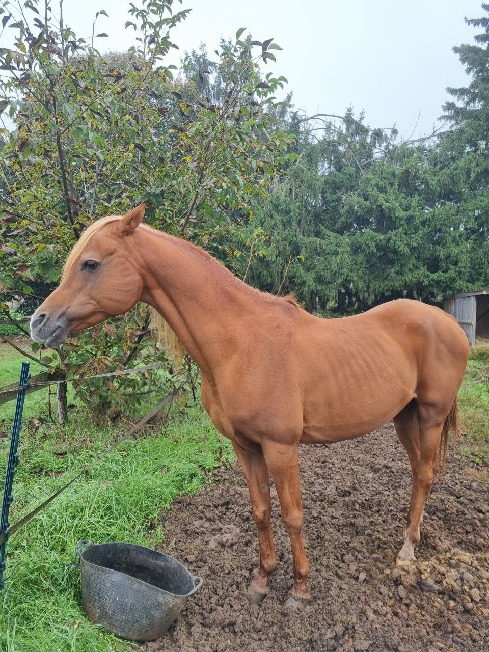 ÉTALON PUR-SANG ARABE ECLAIR AQ