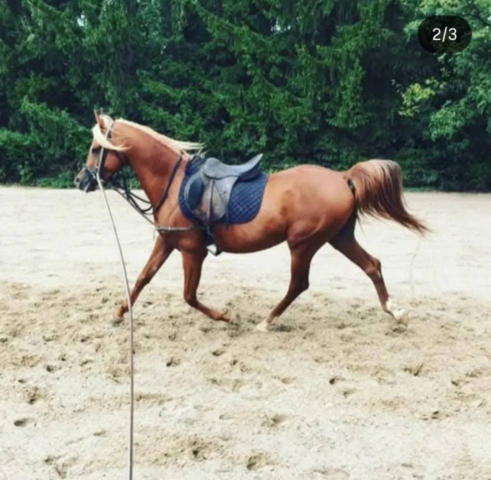 ÉTALON PUR-SANG ARABE ECLAIR AQ