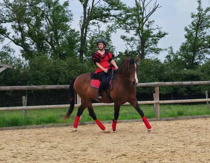 Demi pension sur cheval de dressage