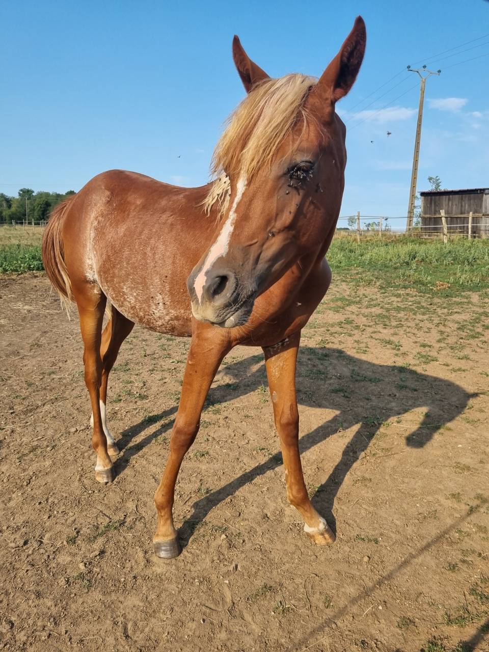 Poulain pur sang arabe Ghazaal REJ