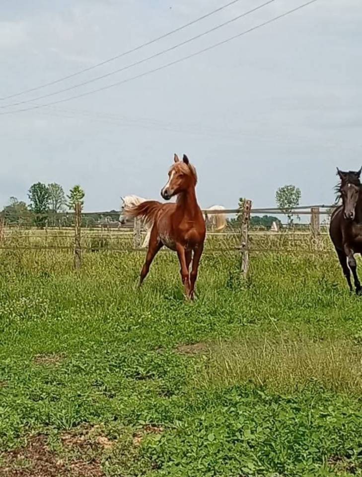 Poulain pur sang arabe Ghazaal REJ