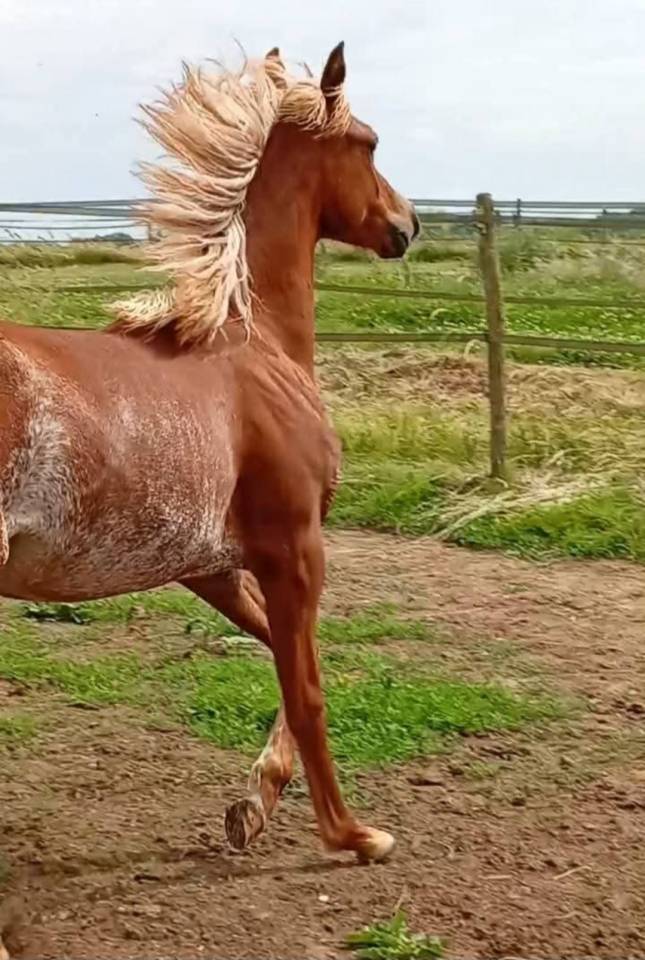 Poulain pur sang arabe Ghazaal REJ