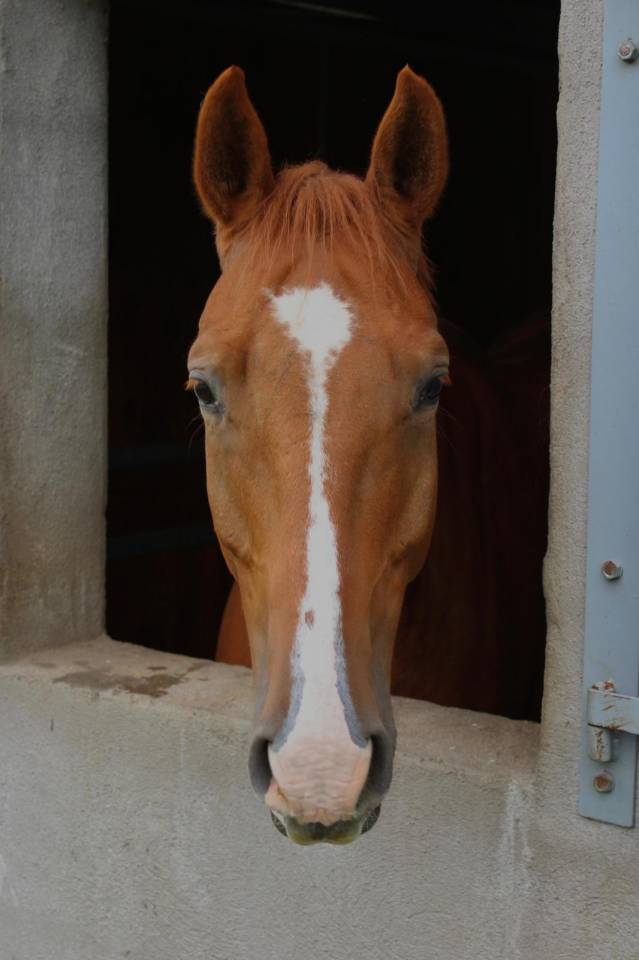 JAKPOT DE LA VIEROUCK    Hongre // 6 ans // 165 cm 