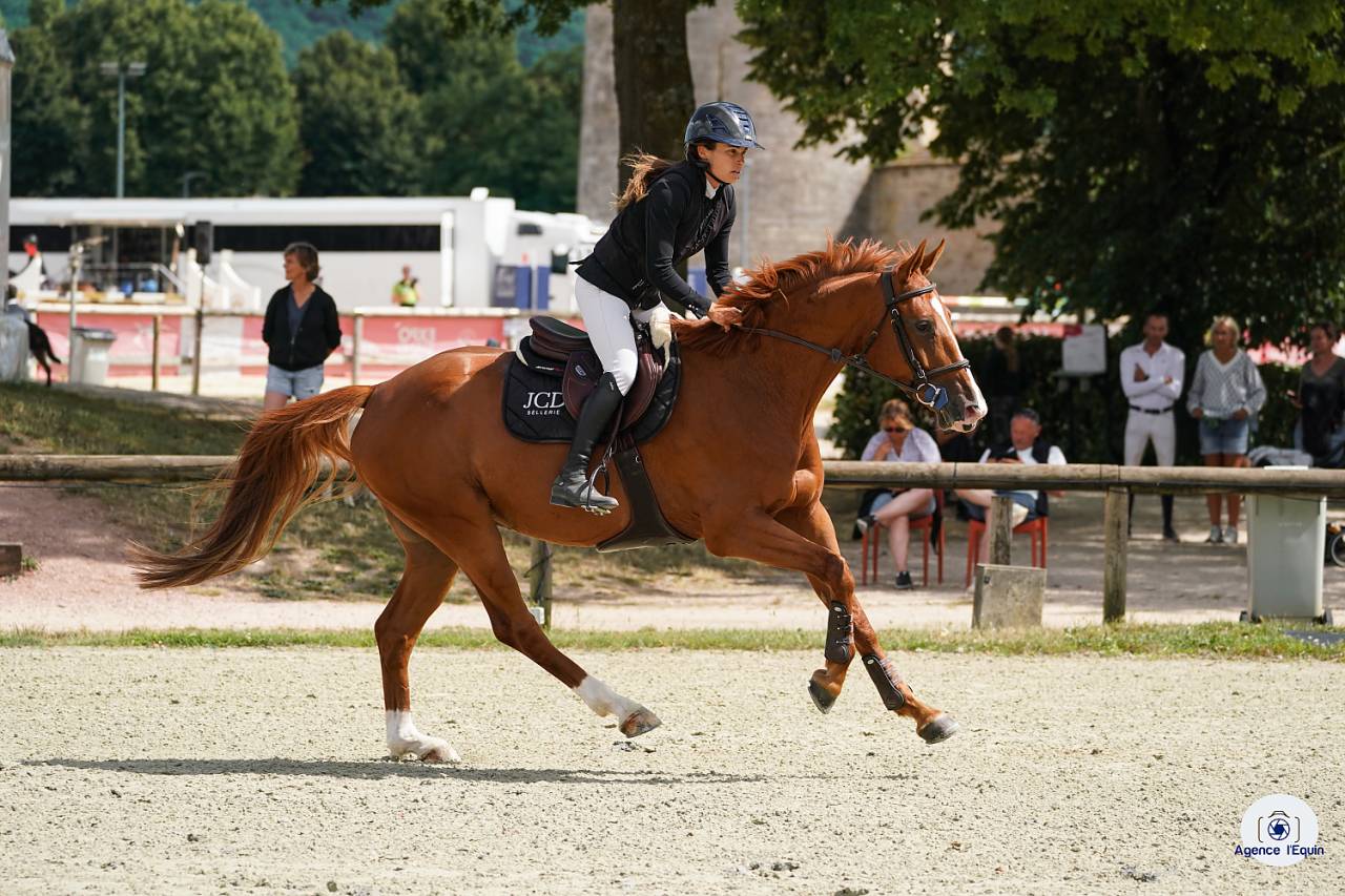 JAKPOT DE LA VIEROUCK    Hongre // 6 ans // 165 cm 