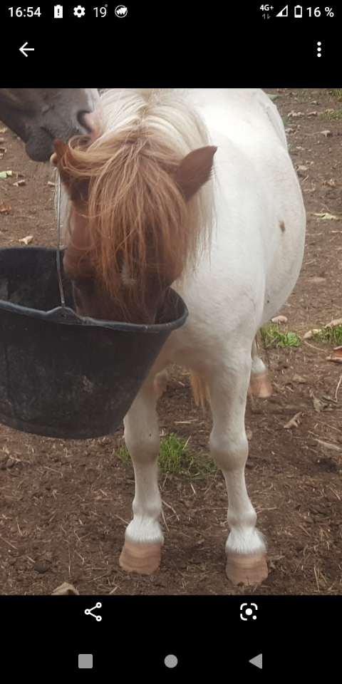Ponette type shetland 7 ans