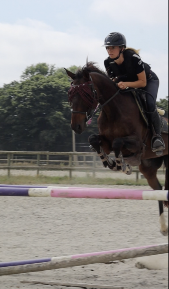 Cheval Hongre OC, 14 ans, environ 1m55