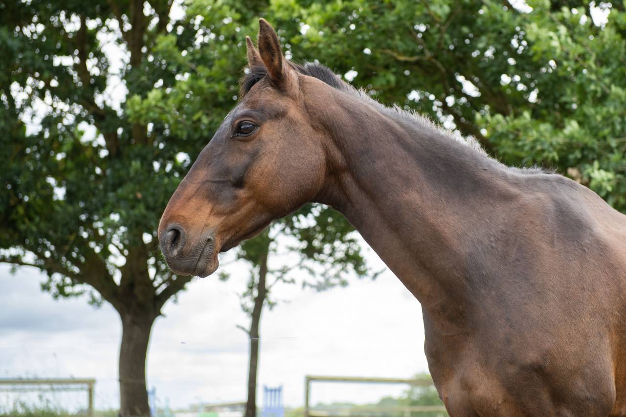 Cheval Hongre OC, 14 ans, environ 1m55