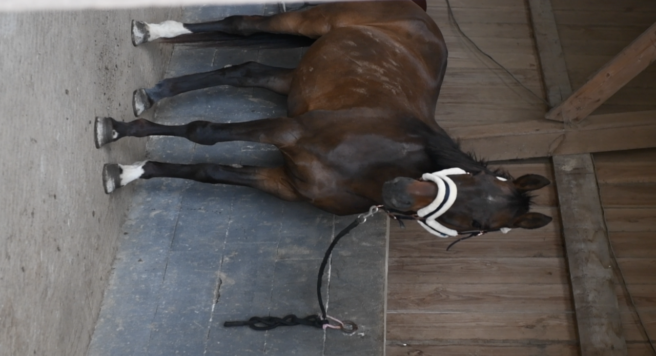 Cheval Hongre OC, 14 ans, environ 1m55