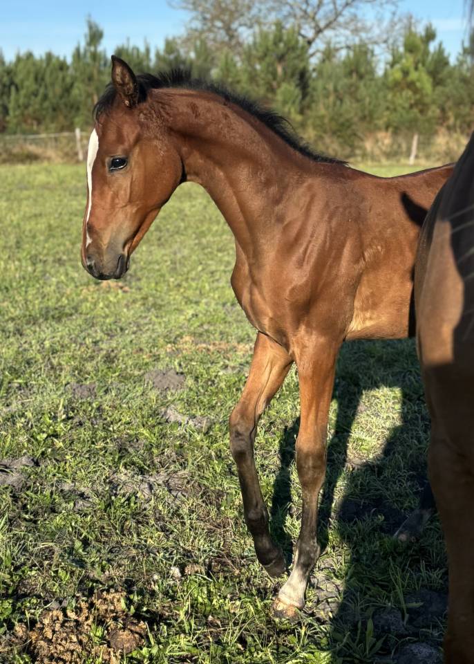Demi sang Arabe Akhal teke 