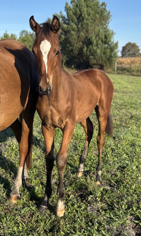 Demi sang Arabe Akhal teke 