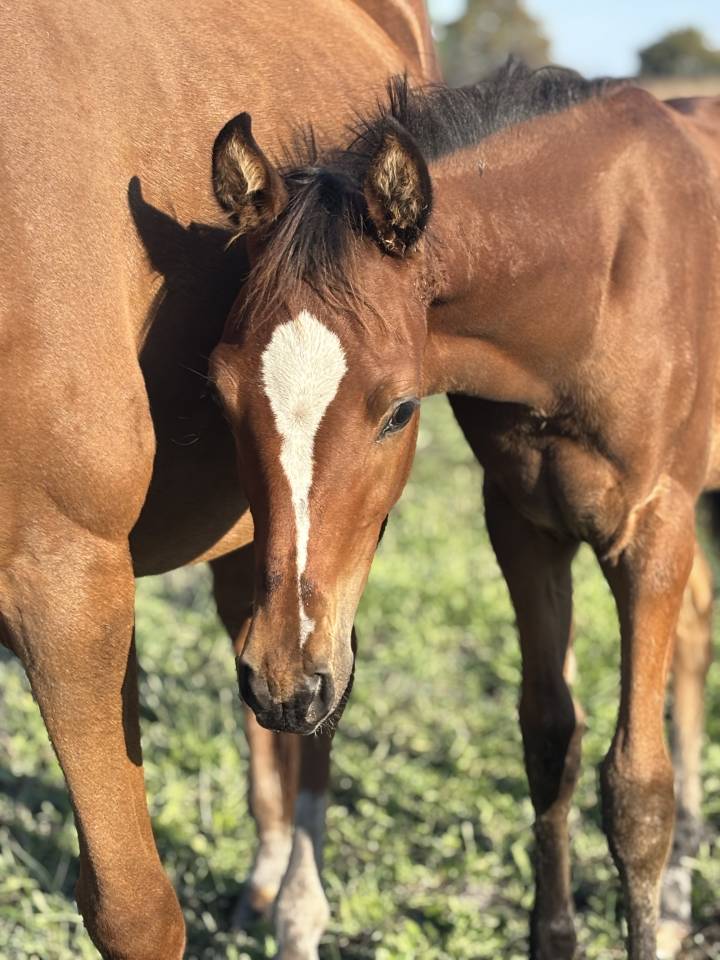 Demi sang Arabe Akhal teke 