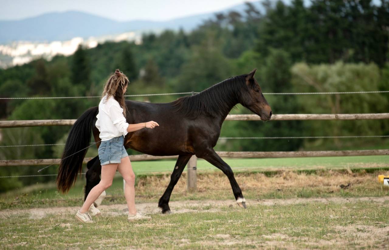 Petit cheval OC de 5 ans 