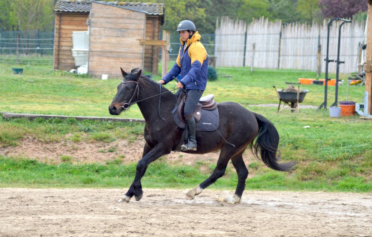Petit cheval OC de 5 ans 