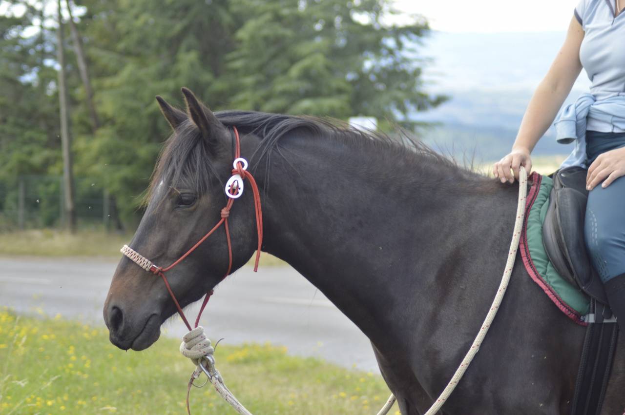 Petit cheval OC de 5 ans 