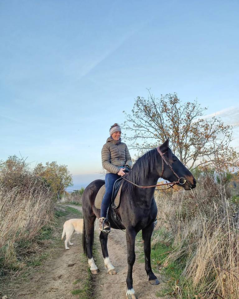 Petit cheval OC de 5 ans 