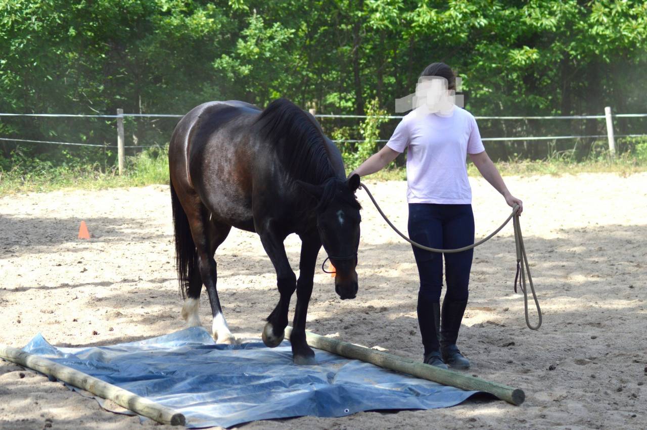 Petit cheval OC de 5 ans 