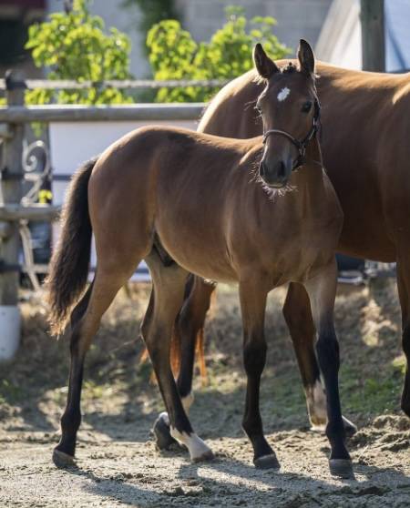 Poulain pfs génétique 5 ⭐️