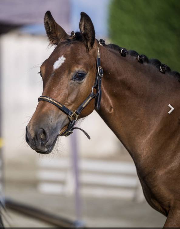 Poulain pfs génétique 5 ⭐️