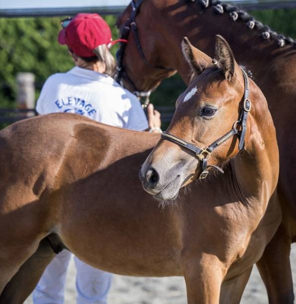 Poulain pfs génétique 5 ⭐️