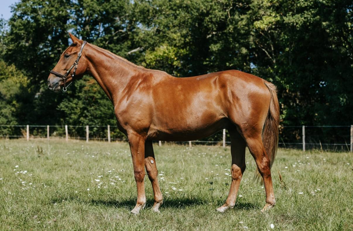 Anglo arabe de 2 ans origine CCE 5*