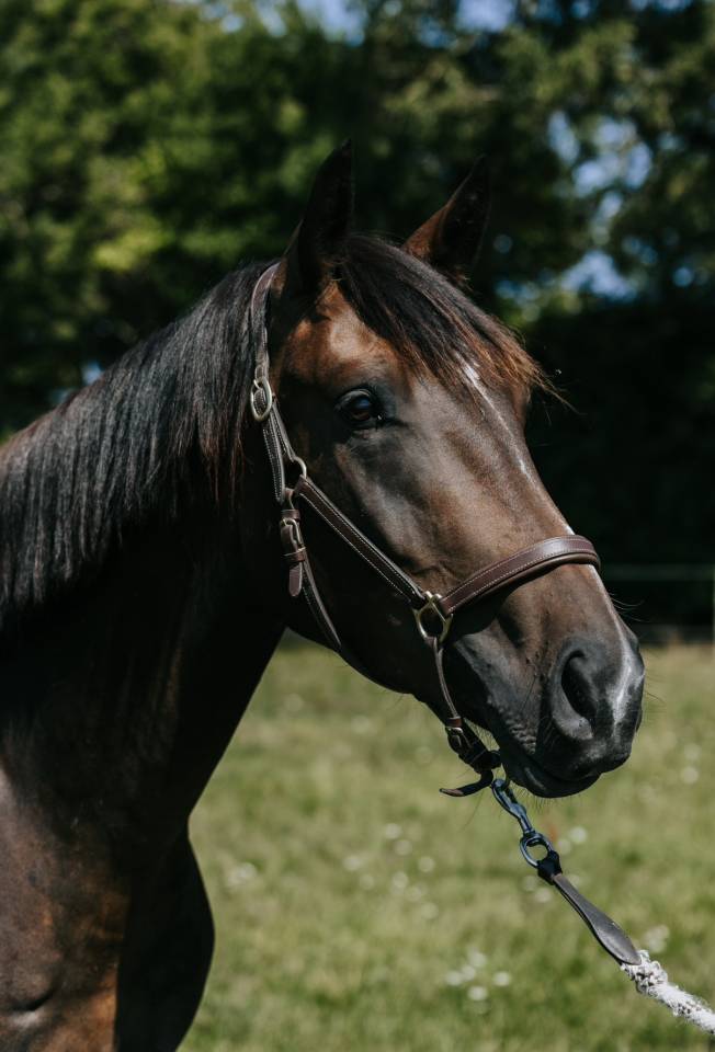 Hongre de 3 ans très chic, origines CCE 5*
