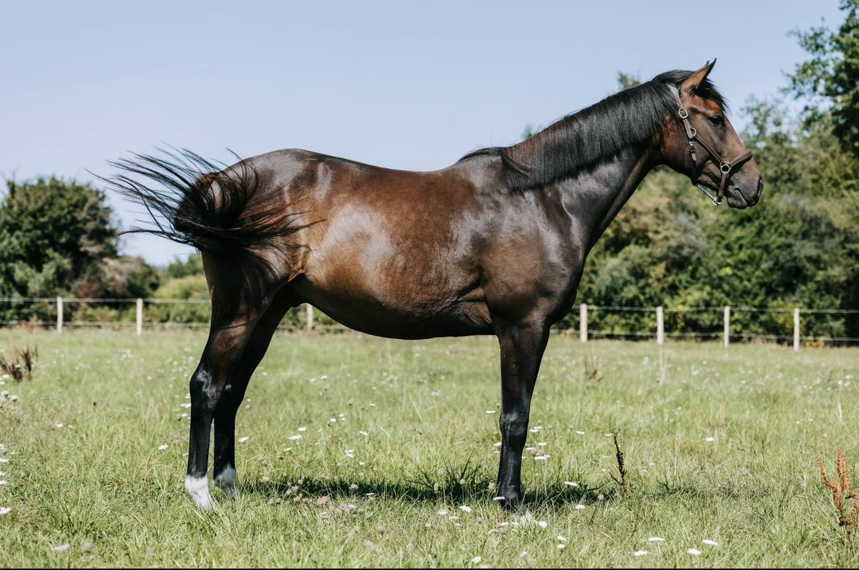 Hongre de 3 ans très chic, origines CCE 5*