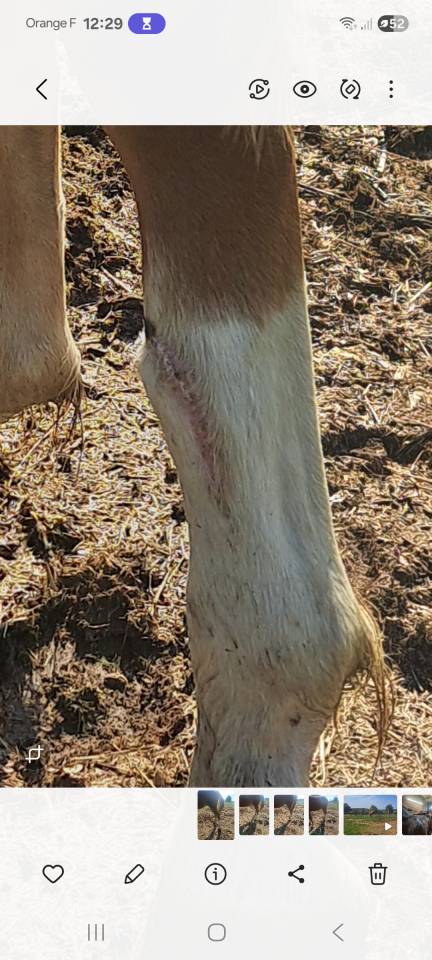 Poney taille D par Dragibus Du Rouget 