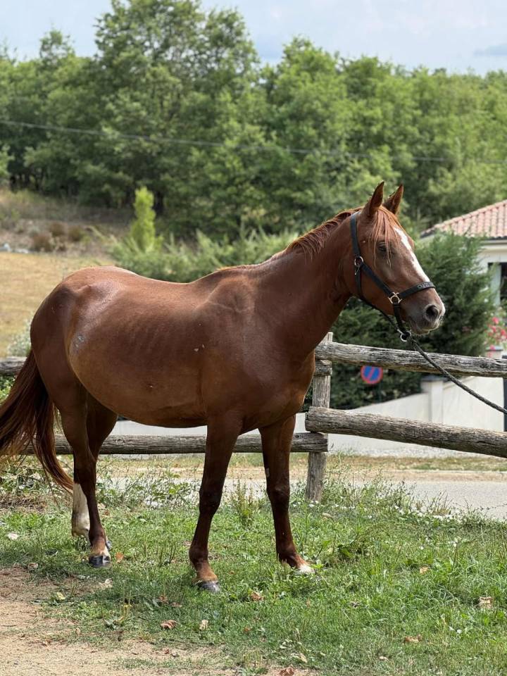 Jument ONCT de 4 ans