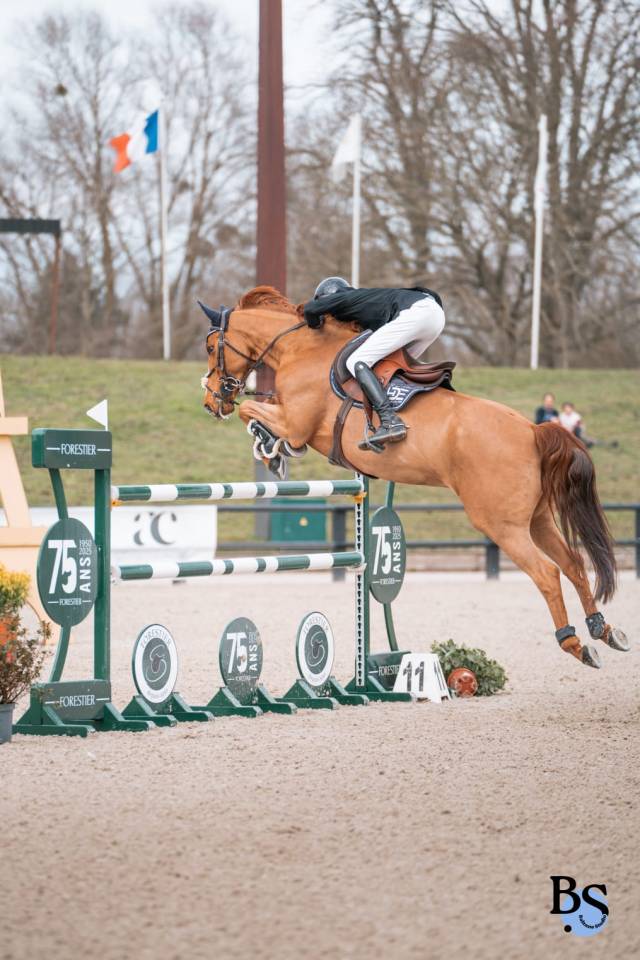 Cheval 8ans Ideal Junior, classé 1m45