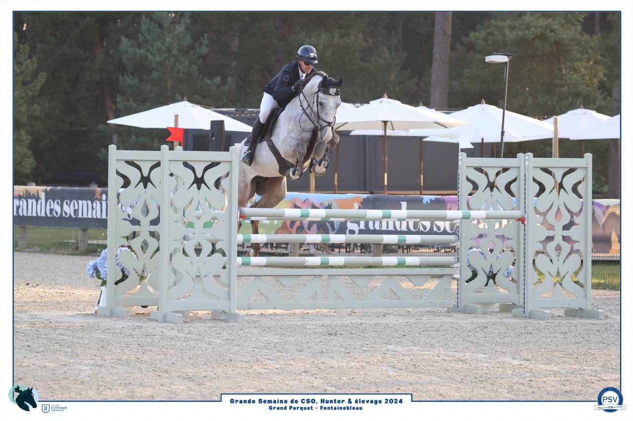 Hongre 6ans Gros Moyen