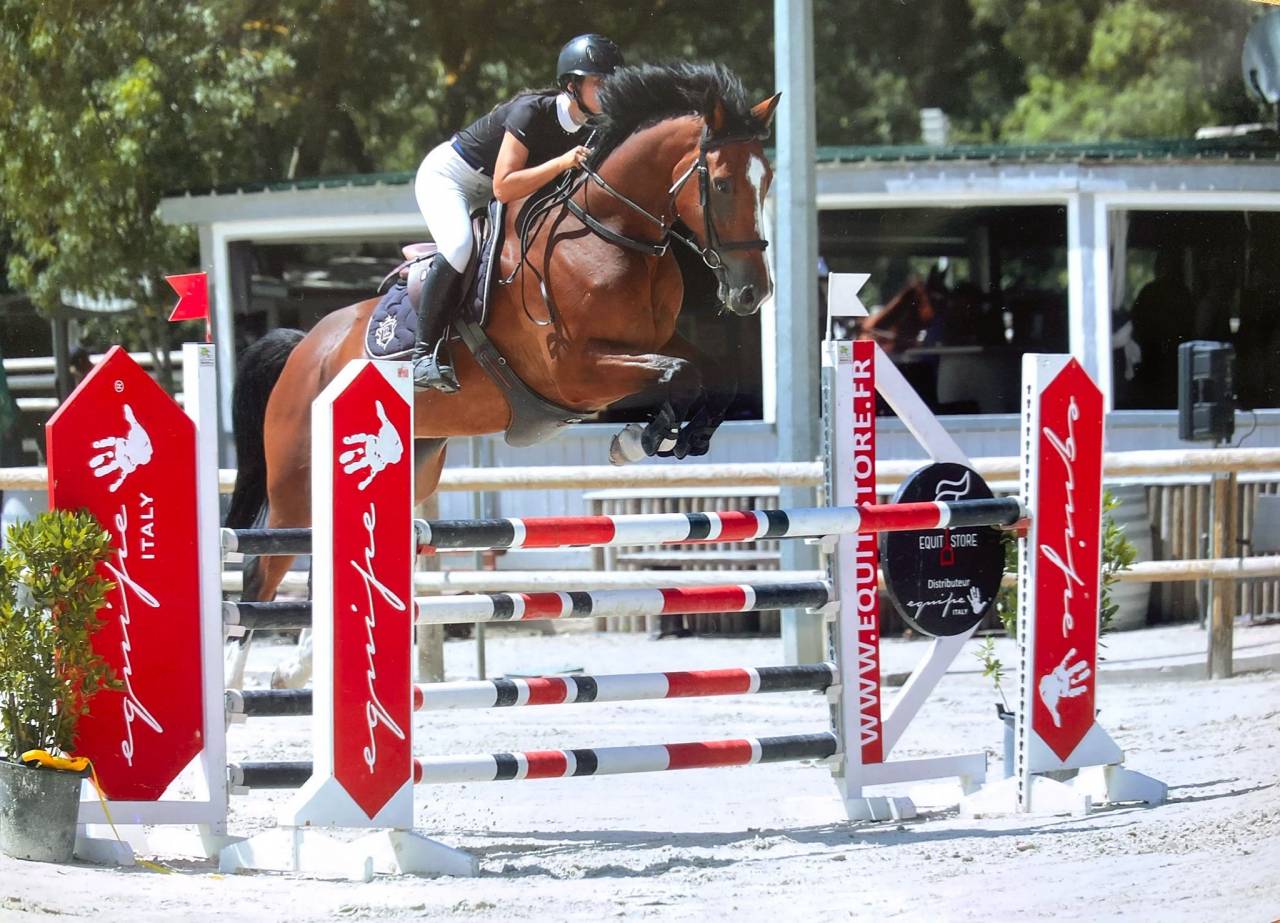 À vendre top cheval amateur 