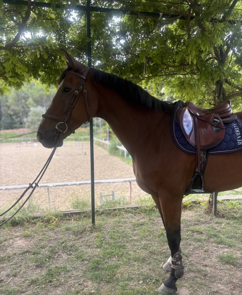 À vendre top cheval amateur 