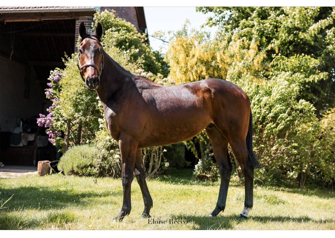 Plusieurs chevaux disponibles 