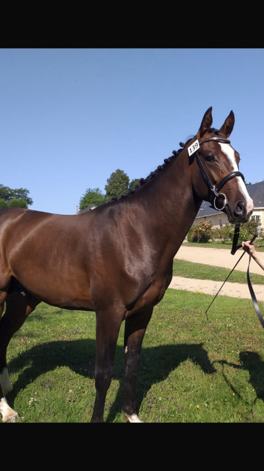 Étalon labellisé champion de France 2025