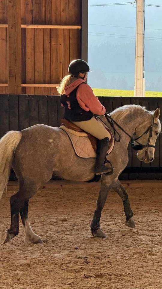 Joya jument de loisirs 