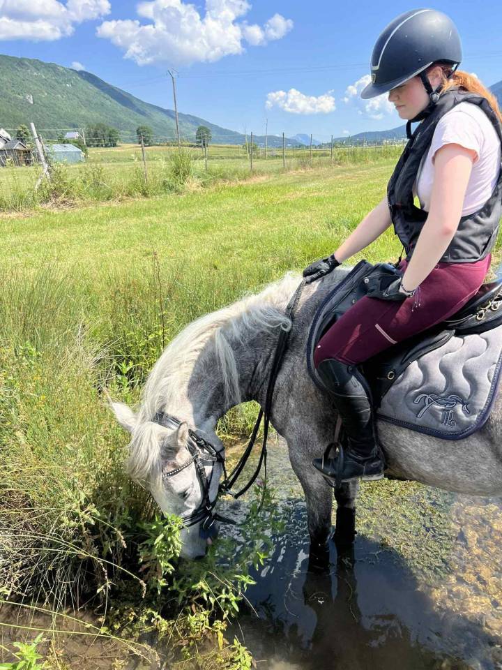 Joya jument de loisirs 