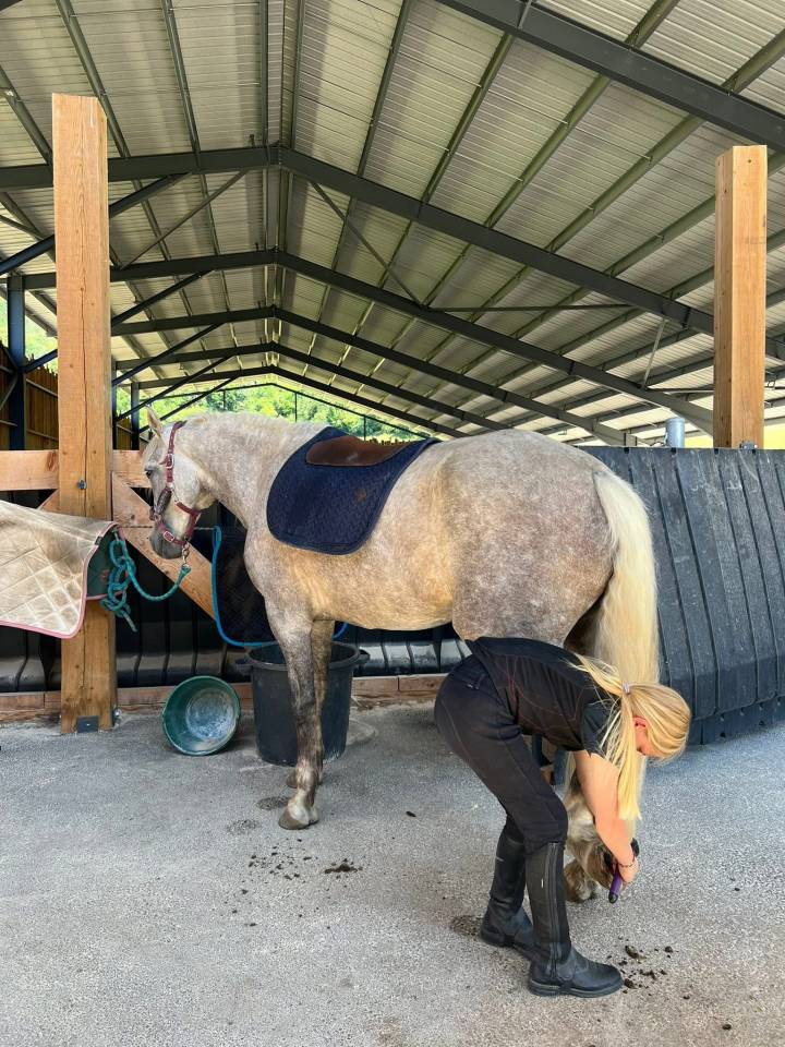 Joya jument de loisirs 