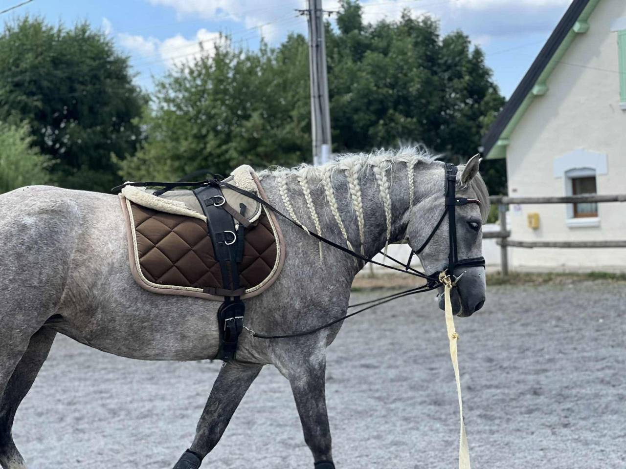 Joya jument de loisirs 