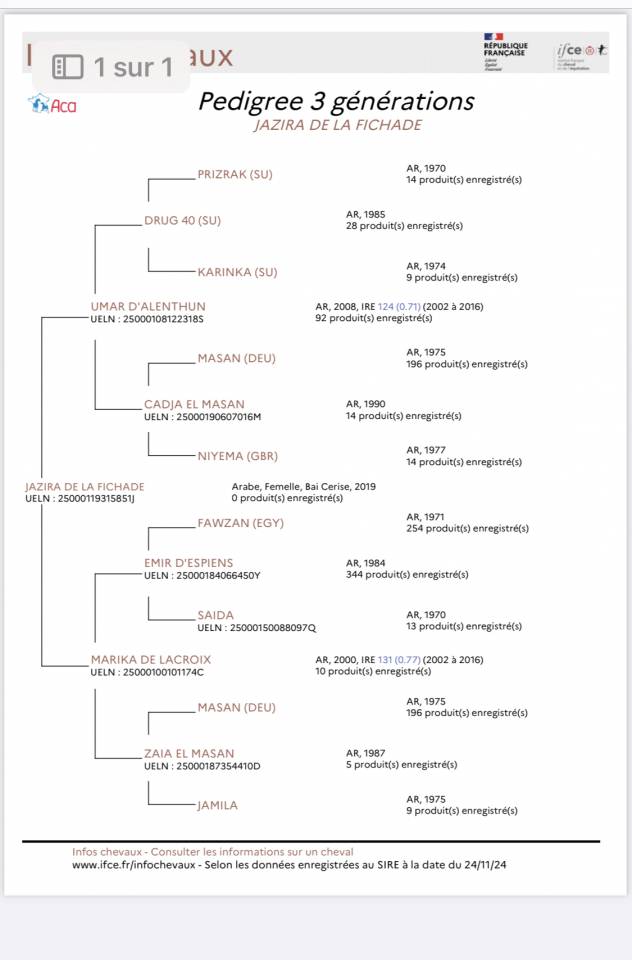 Top jument arabe loisir