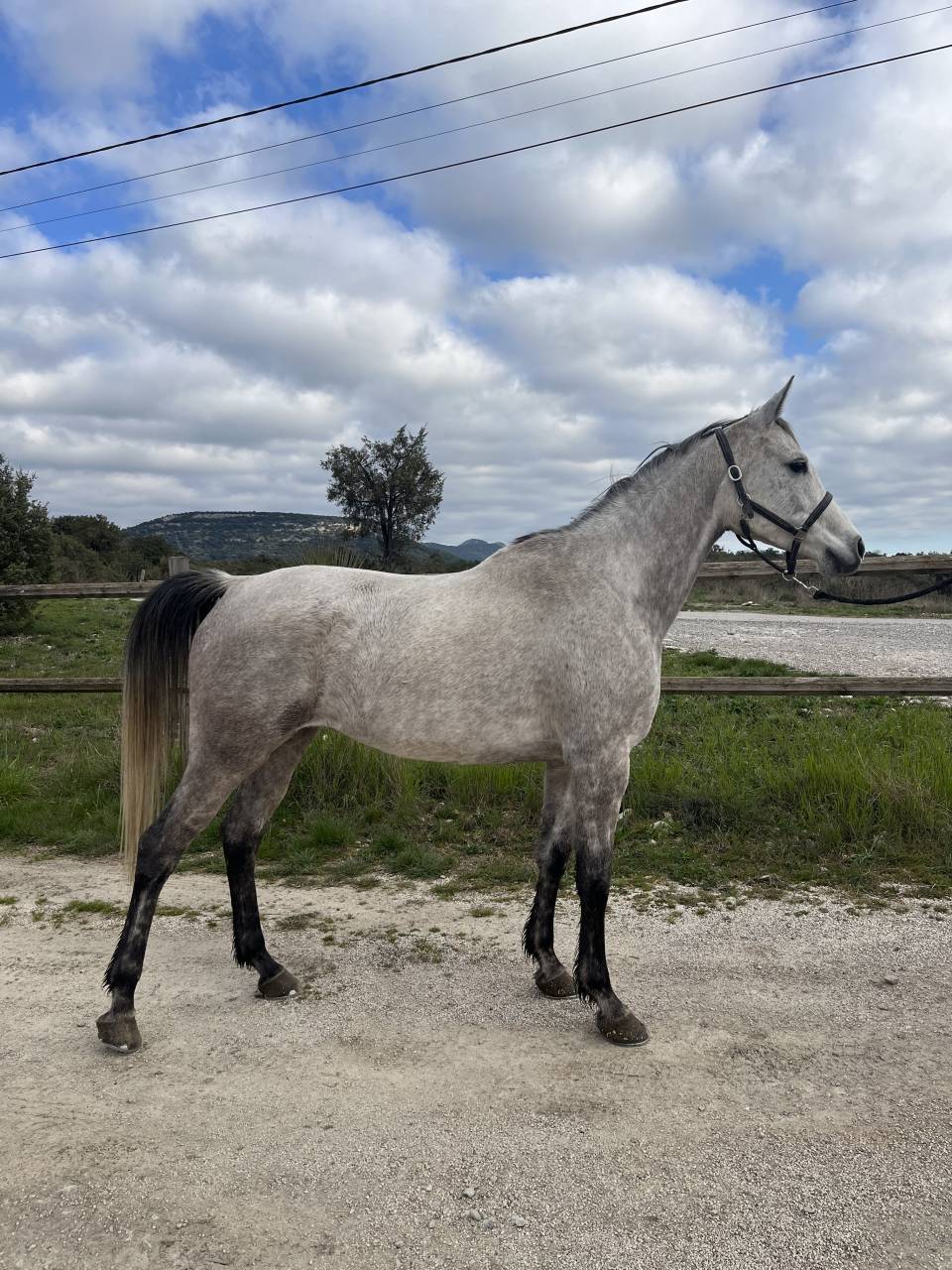 Top jument arabe loisir