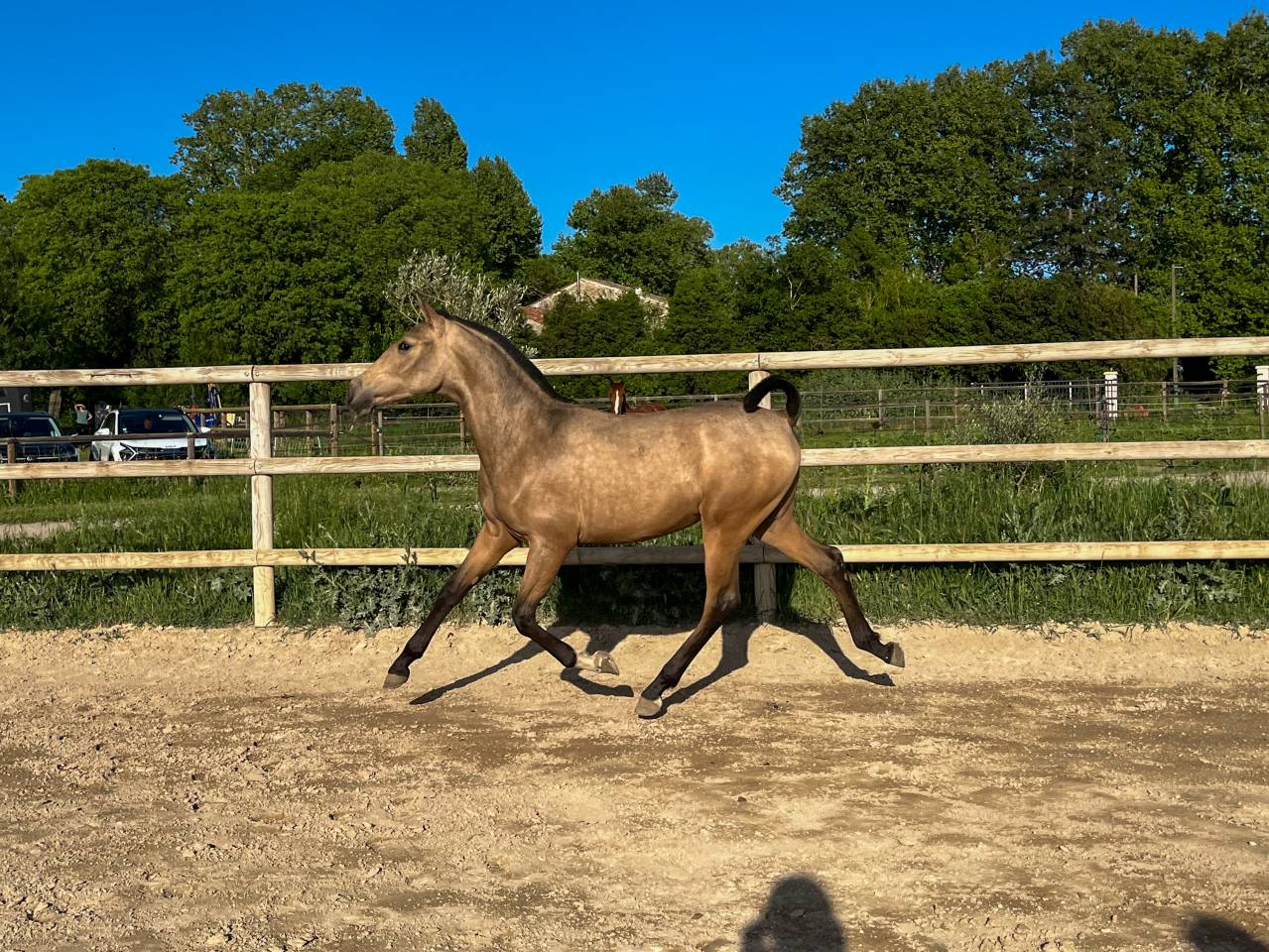 Pouliche Pure Race Espagnole