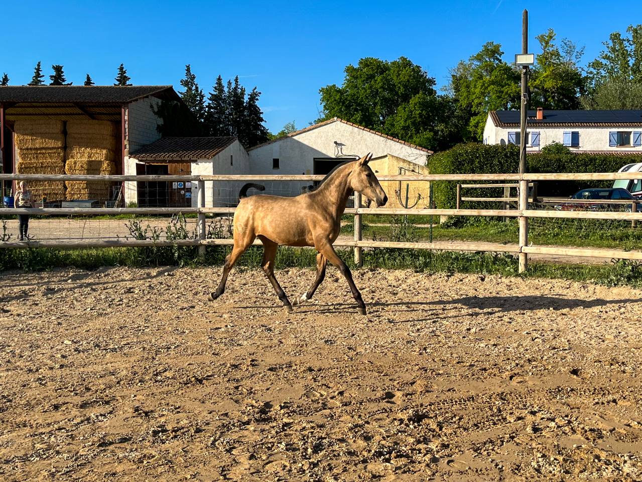 Pouliche Pure Race Espagnole