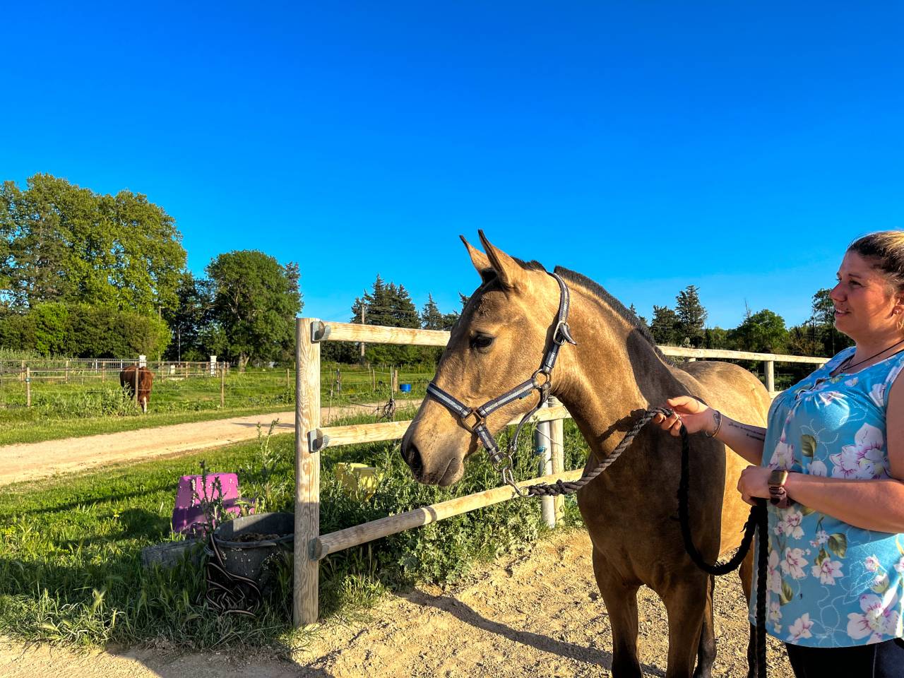 Pouliche Pure Race Espagnole