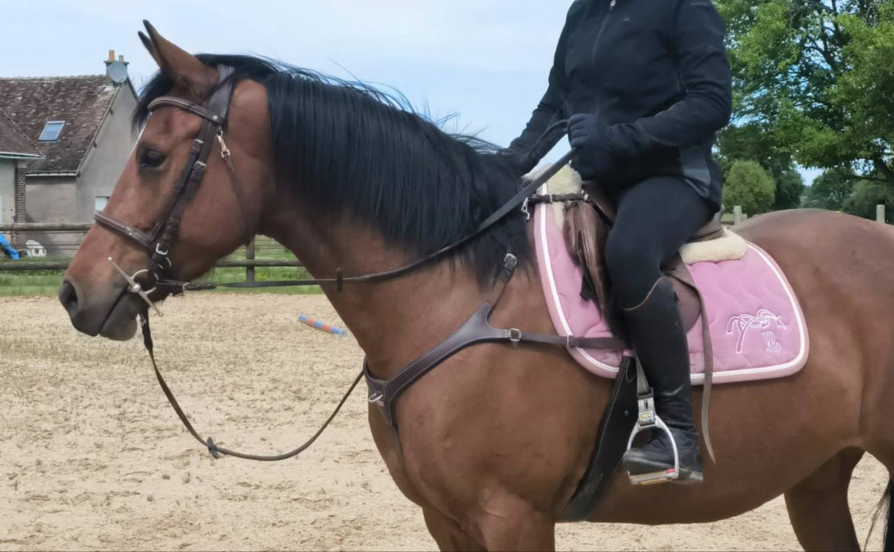 Jolie jument Poney Français de Selle, 7 ans