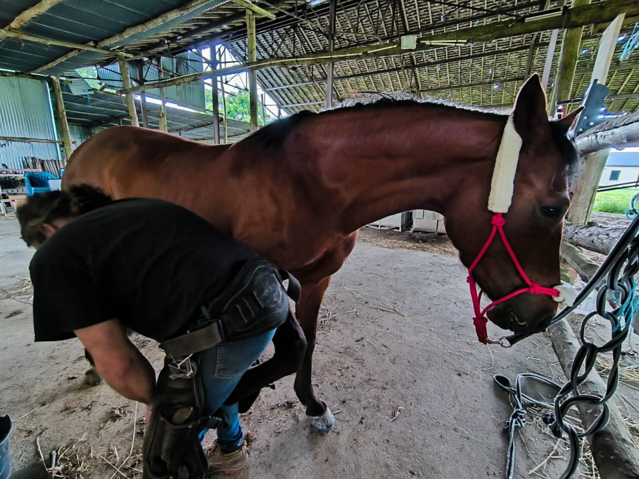 Jolie jument Poney Français de Selle, 7 ans