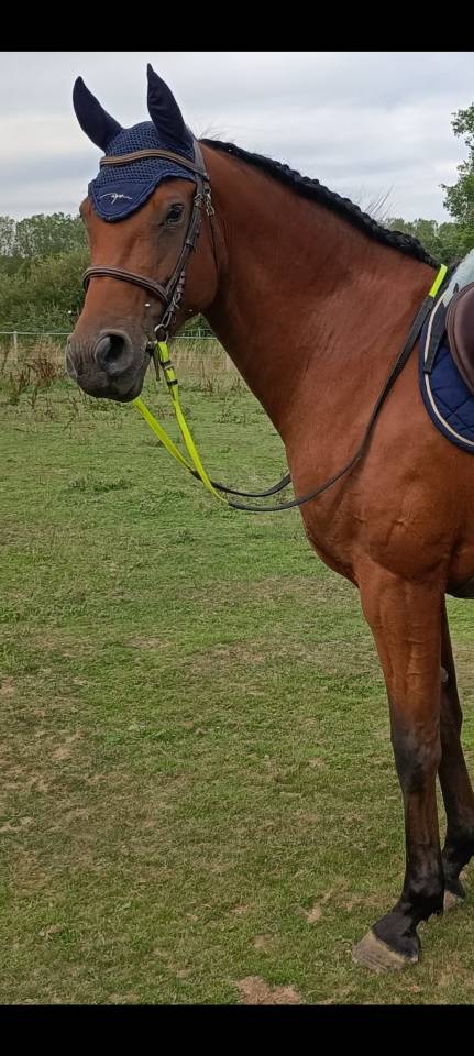 Jolie jument Poney Français de Selle, 7 ans