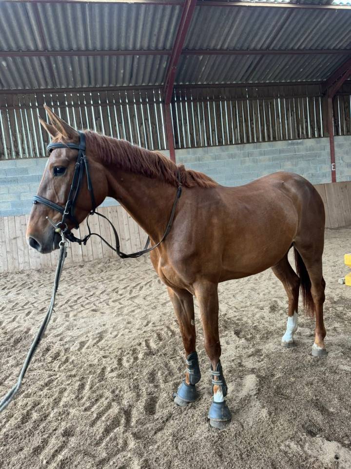 Jument de 4 ans 